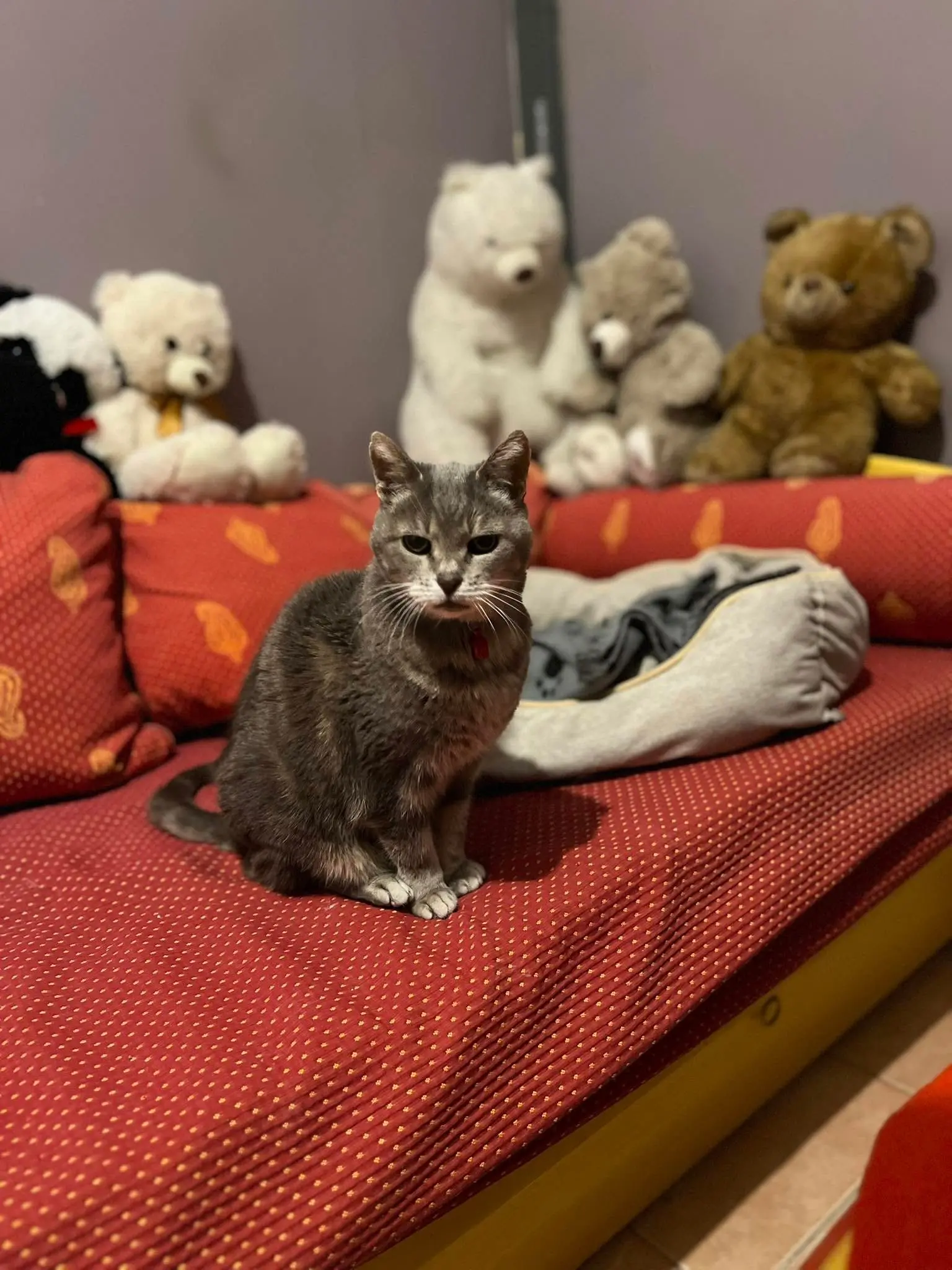 Chat libre dans l'espace dédié